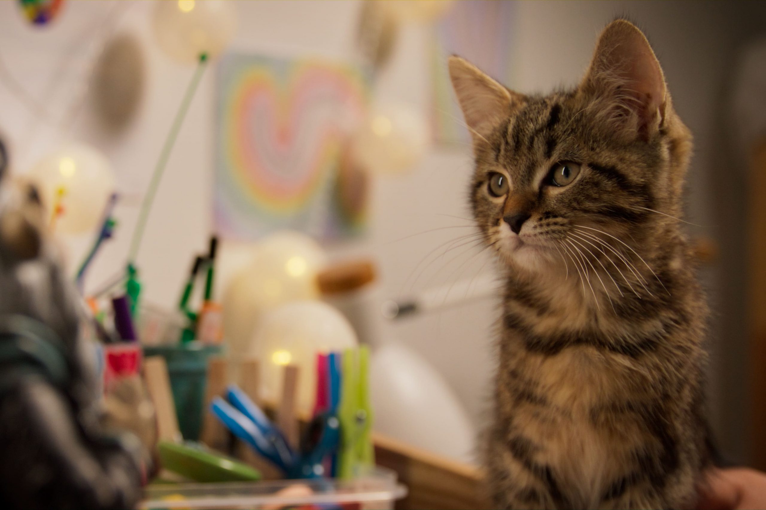 ワクセル
映画
嶋村吉洋
ルー、パリで生まれた猫